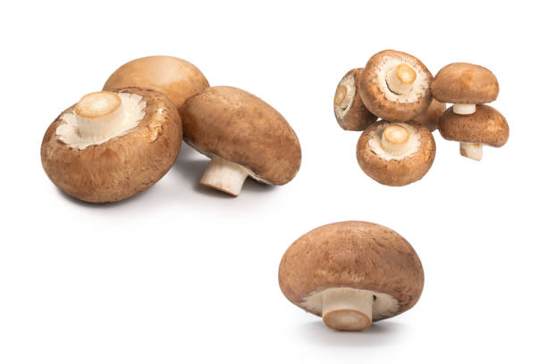 istock Tasty mushroom isolated on white background. 1307779869