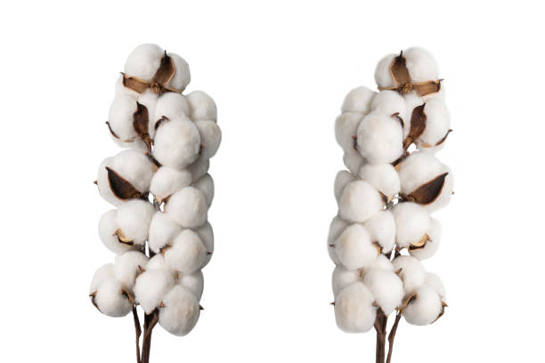 istock Cotton flower branch isolated on white background. 1307779875