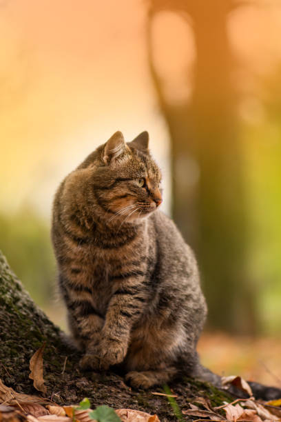 istock Fluffy tabby cat in colored leaves on nature 1307780581