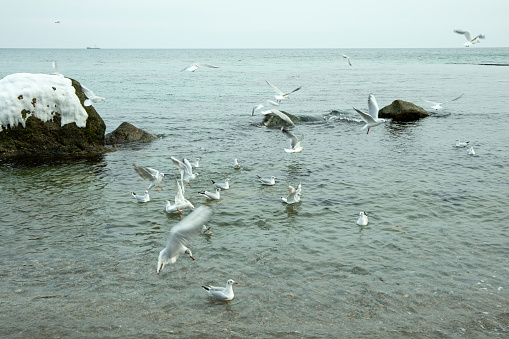 Flock of gull in clear winter sea