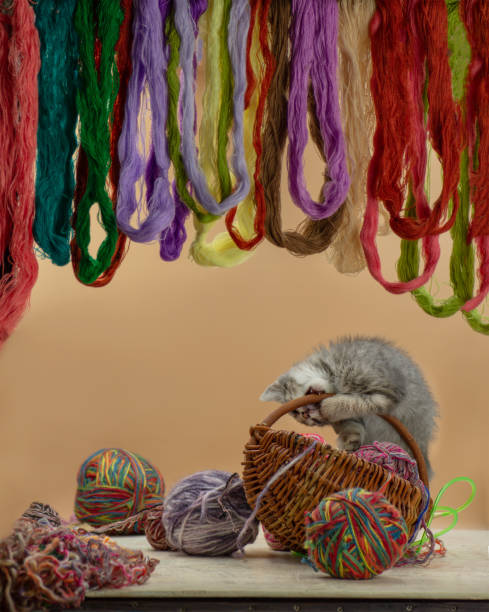 istock Little playful kitten with colorful thread balls. Nice kitten playing clew or woolen ball. 1307780801