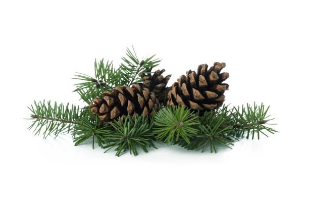 istock Pine twigs and cones isolated on white background 1307780877