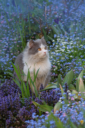 Cat sits in a summer  garden among blue forget-me-not flowers. Forget-me-not flowers and cat in garden