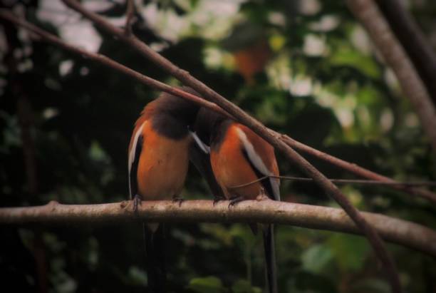 Innocent love in nature