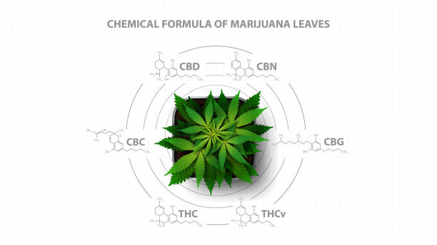 White poster with chemical formulas of natural cannabinoids with infographic of chemical formulas of cannabinoids and green bush hemp, top view White poster with chemical formulas of natural cannabinoids with infographic of chemical formulas of cannabinoids and green bush hemp, top view thc stock illustrations