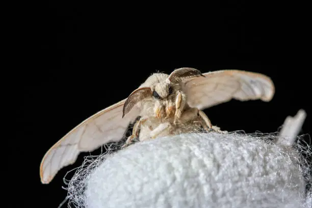 Silk moth on a white silk cocoon against black background