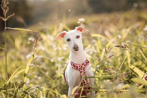 Portrait of a little white Italian Greyhound sitting among green bushes Portraits of greyhound dogs snout photos stock pictures, royalty-free photos & images