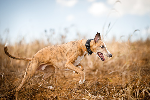 Portraits of Whippet dogs