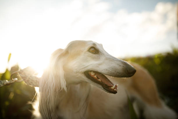 Portrait of a smiling saluki dog Portraits of dogs in nature saluki stock pictures, royalty-free photos & images