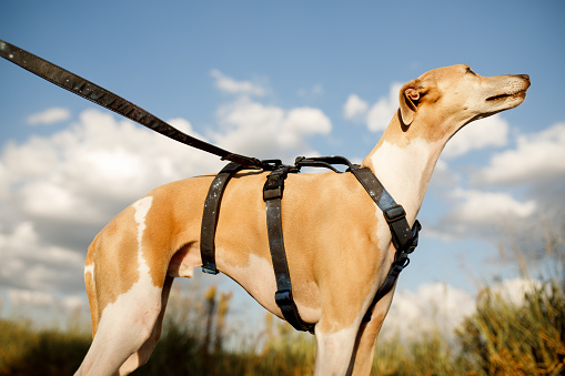 Portraits of Whippet dogs
