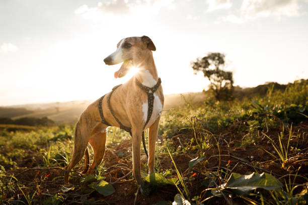 フィールドで笑顔のホイペットの肖像画 - whippet ストックフォトと画像