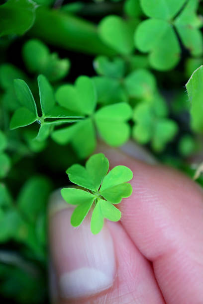 istock Fingers touching a four-leaf clover glowing among shamrocks with care 1307782471