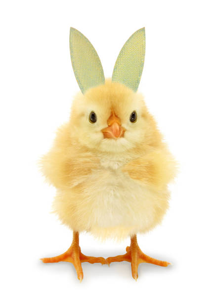 This is a cute cool chick with bunny rabbit ears, funny conceptual image.