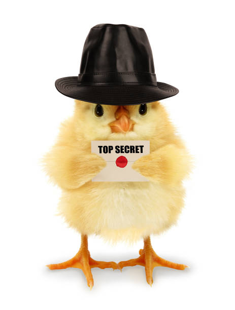 istock Cute cool chick spy with top secret envelope funny conceptual image 1307782491