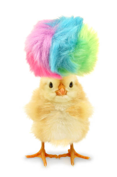 istock Crazy yellow chick with ridiculous hair isolated on white background 1307782500