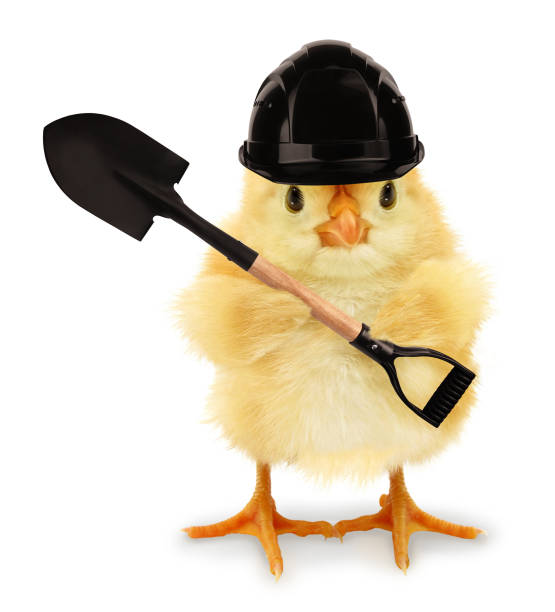 Cute cool chick manual worker digger with helmet and spade funny conceptual image This is a cute cool chick manual worker digger with helmet and spade, funny conceptual image. grave digger stock pictures, royalty-free photos & images