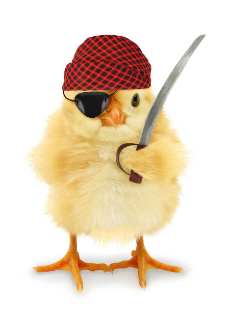 istock Cute cool chick pirate privateer with sabre funny conceptual image 1307782510