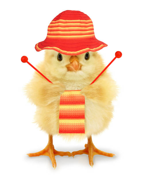 istock Cute cool chick knitting knitwear as hobby leisure activity funny conceptual image 1307782516