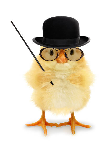 istock Cute cool chick teacher professor lecturer with pointing stick funny conceptual image 1307782519
