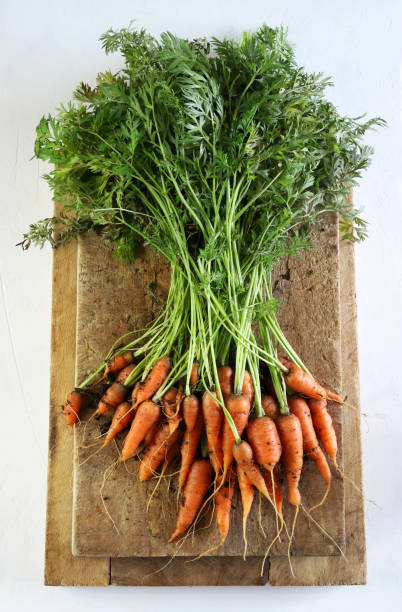 marchew. - carrot isolated bunch baby carrot zdjęcia i obrazy z banku zdjęć