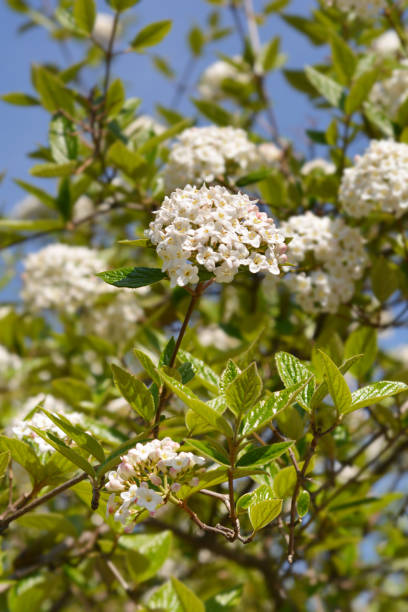 istock Korean spice viburnum 1307784482