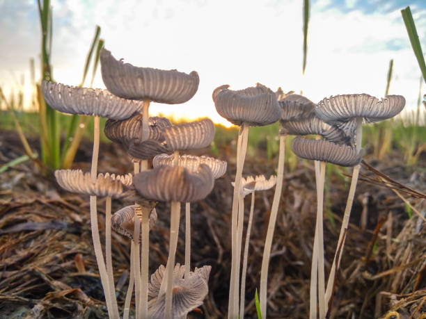 istock rice mushroom view with hazy sunrise view 1307785442