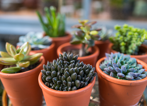 Color image depicting a selection of colorful fresh succulent plants in an ornamental garden.