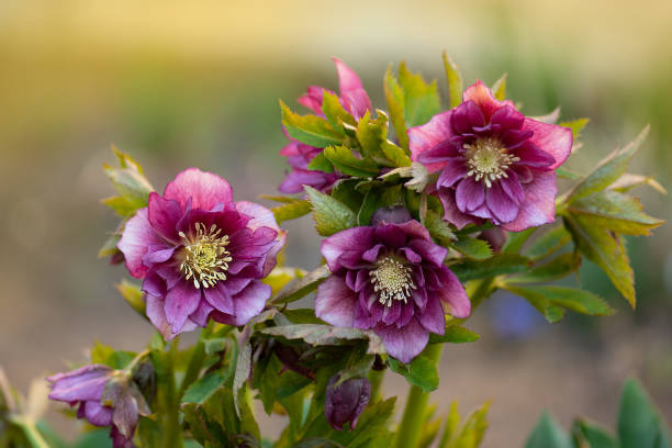 Densely double large Christmas rose flower blooms. Double Ellen Picotee Lenten rose Double Ellen Picotee which naturally nod. Evergreen plant Hellebore rose flower or lenten rose. hellebore stock pictures, royalty-free photos & images