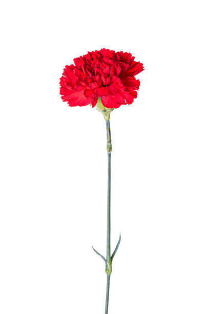 istock Beautiful red carnation flower isolated on white background 1307788272