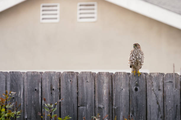 A Coopers Hawk sits on a wooden fence after feeding. Small amounts of blood remain on the talons.