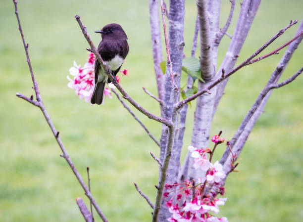 черная фиби сидела в вишневом дереве - bird spring branch phoebe стоковые фото и изображения