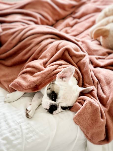 istock Tired dog lying in bed under the blanket 1307789175