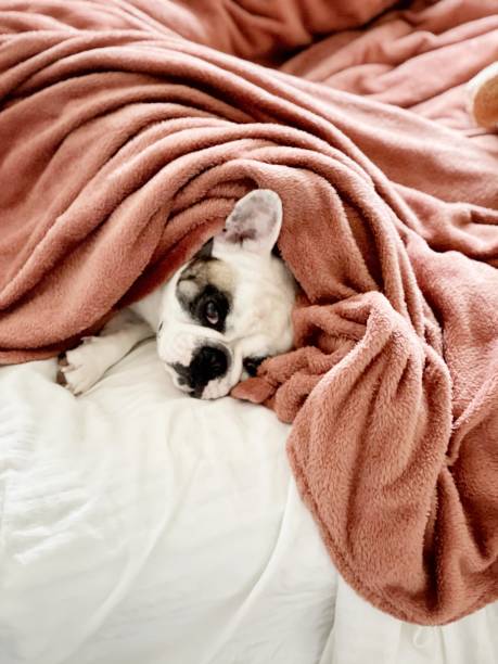 istock Dog waking up in the morning in bed 1307789177