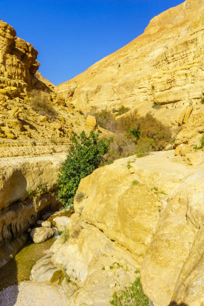 istock Landscape along the Arugot stream, in Ein Gedi Nature Reserve 1307789182