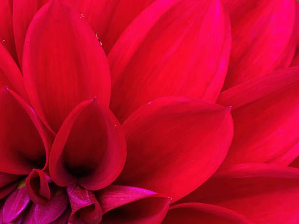 istock macro of red dahlia 1307789350