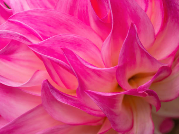 istock macro of pink dahlia 1307789355