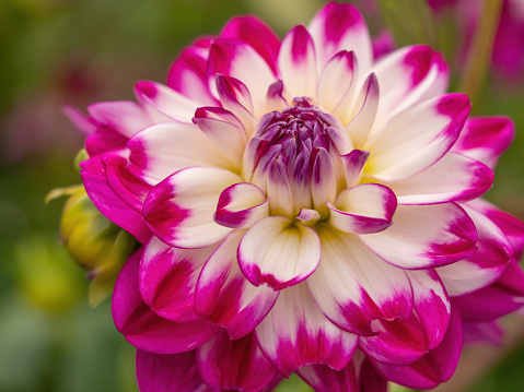 Zinnia blooms in bright sunlight, late summer