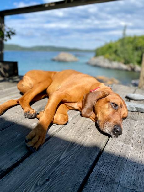 redbone coonhound - redbone coonhound - fotografias e filmes do acervo