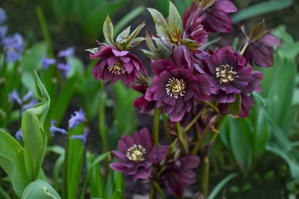 Christrose or hellborus blooms in the spring garden Helleborus plant first to bloom in the garden in winter time. Deep purple flowers and buds hybrid hellebores blooms last from February until May. Hellebore with raindrops grows in the garden. hellebore stock pictures, royalty-free photos & images