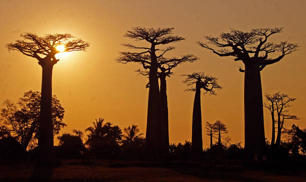 istock Sunset on the Paseo de los Baobabs -Madagascar 1 1307791901