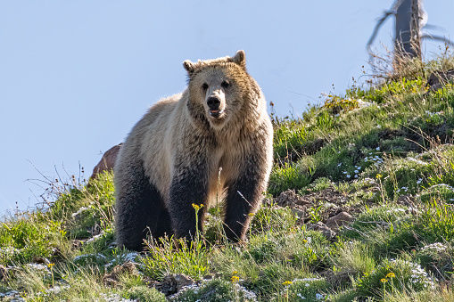 Grizzly bear standing still and looking toward camera on a small hill.  This female bear was given the nickname by bear fans of \