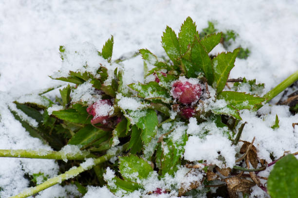 istock Hellebore buds are covered with snow in winter 1307792578