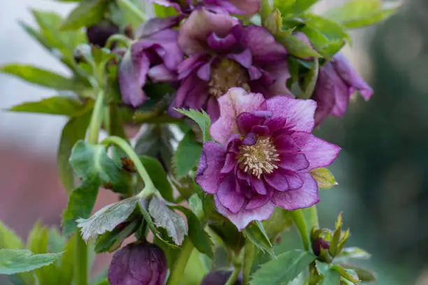 Lenten hellebore or Christmas rose Double Dark Red flowers in springtime. Hellebores semi double flowers by the borders of a path in the garden.