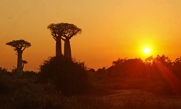 istock Sunset on the Paseo de los Baobabs - Madagascar 1307793044