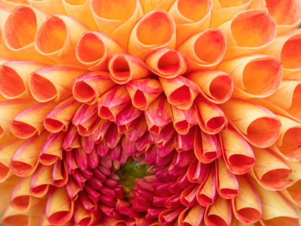 istock macro of orange and yellow dahlia 1307794068