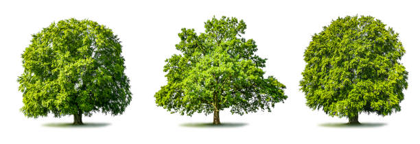 istock Green trees on on a green meadow 1307794088