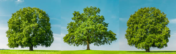 istock Green trees on on a green meadow 1307794333