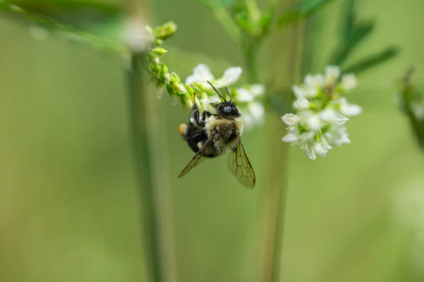 istock Bumblebee on White Sweetclover Flowers 1307795665