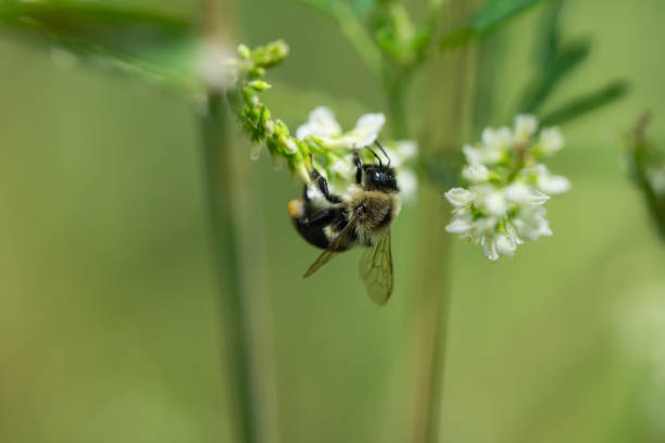 istock Bumblebee on White Sweetclover Flowers 1307795673