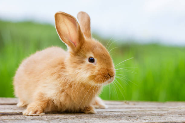 istock fluffy funny ginger rabbit on a background of green nature, 1307795728